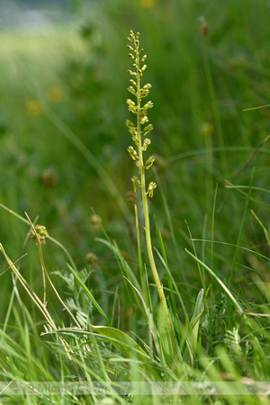 Grote keverorchis; Common Twayblade; Neottia ovata