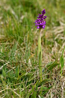 Mannetjesorchis; Early-purple Orchid; Orchis mascula