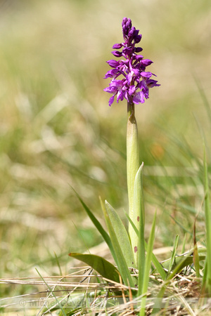 Mannetjesorchis; Early-purple Orchid; Orchis mascula