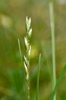 Tandjesgras; Heath-grass; Dathonia decumbens