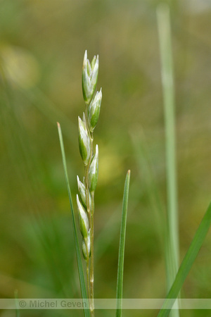 Tandjesgras; Heath-grass; Dathonia decumbens
