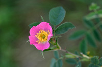Viltroos;Harsh Downy-rose; Rosa tomentos