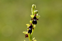 Vliegenorchis;Fly orchid; Ophrys insectifera