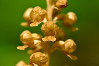 Vogelnestje; Bird's Nest Orchid; Neottia nidus-avis