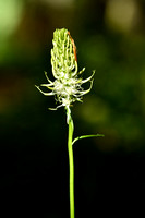Witte rapunzel; Spiked Rampion; Phyteuma spicatum subsp. Spicatu