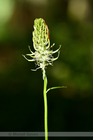 Witte rapunzel; Spiked Rampion; Phyteuma spicatum subsp. Spicatu