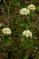 Wollige Sneeuwbal; Wayfaring Tree; Viburnum lantana