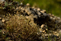 Zinkveldmuur; Spring Sandwort; Minuartia verna