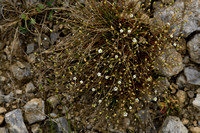 Zinkveldmuur; Spring Sandwort; Minuartia verna