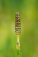 Lidrus - Marsh Horsetail - Equisetum palustre