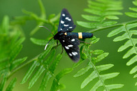 Phegaevlinder; Amata phegea