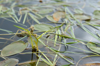 Drijvende egelskop; Floating bur-reed; Sparganium angustifolium
