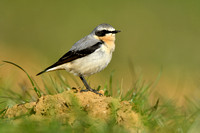 Tapuit; Northern Wheatear; Oenanthe oenanthe
