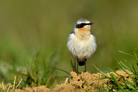 Tapuit; Northern Wheatear; Oenanthe oenanthe
