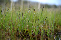 Zwarte zegge; Common Sedge; Carex nigra;