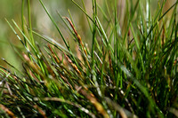 Vlozegge; Flea Sedge; Carex pulicaris