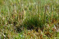 Vlozegge; Flea Sedge; Carex pulicaris