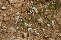 Kalkbedstro; Squinancy wort; Asperula cynanchica