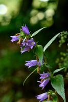 Ruig Klokje; Nettle-leaved Bellflower; Campanula tracheliu