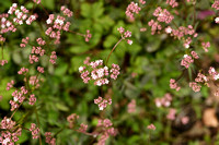 Kleine valeriaan; Marsh Valerian; Valeriana dioica