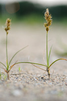 Zandzegge; Sand Sedge; Carex arenaria