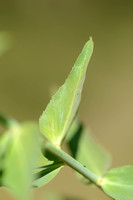 Serrate Spurge; Euphorbia serrata