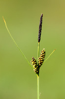 Zwarte Zegge; Common Sedge; Carex nigra;