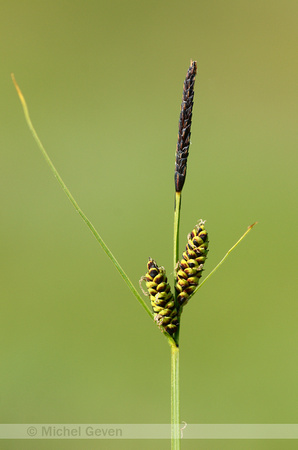 Zwarte Zegge; Common Sedge; Carex nigra;
