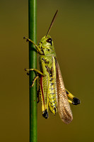 Moerassprinkhaan; Large marsh grasshopper; Stethophyma grossum