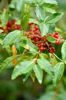 Langstelige olijfwilg; Japanese Berry; Elaeagnus multiflora