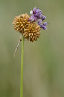 Kraailook; Wild garlic; Allium vineale