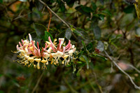 Wilde kamperfoelie; Common honeysuckle; Lonicera periclymenum