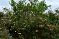 Wilde kamperfoelie; Common honeysuckle; Lonicera periclymenum