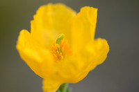Gele Hoornpapaver; Yellow Horned Poppy; Glaucum flavum