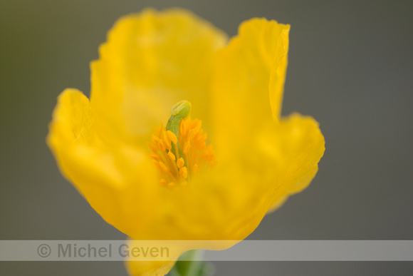 Gele Hoornpapaver; Yellow Horned Poppy; Glaucum flavum