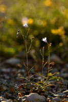 Grasklokje; Harebell; Campanula rotundifolia