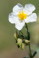 Wit Zonneroosje - White Rock-rose - Helianthemum apenninum