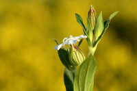 Avondkoekoeksbloem; White campion; Silene latifolia