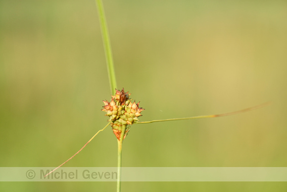 Kwelderzegge; Long-bracted Sedge; Carex extensa