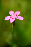 Steenanjer; Maiden Pink; Dianthus deltoides;