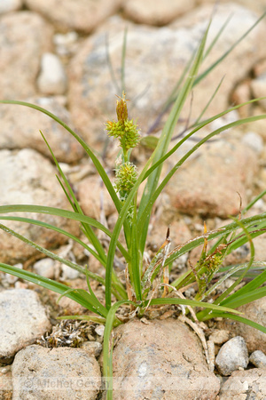 Geelgroene zegge; Yellow Sedge; Carex oederi subsp. oedocarpa