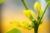 Pijpbloem - European Birthwort -  Aristolochia clematis