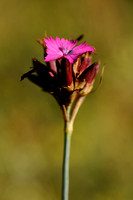 Karthuizer anjer; Clusterhead Pink; Dianthus carthusianorum;