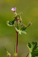 Ronde Ooievaarsbek; Round leaved Cranesbell; Geranium rotundifol