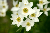 Narcis-anemoon; Narcissus anemone; Anemone narcissiflora