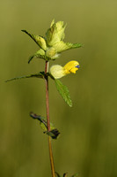 Harige ratelaar; Greater yellow rattle; Rhinanthus alectorolphus