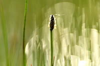 Gewone waterbies; Common spike-rush; Eleocharis palustris