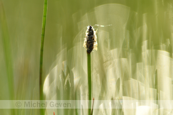Gewone waterbies; Common spike-rush; Eleocharis palustris