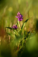 Brede orchis; Broad-leaved Marsh Orchid; Dactylorhiza majalis