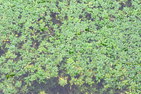 Stomphoekig Sterrenkroos - Blunt-fruited Water-starwort - Callitriche obtusangula